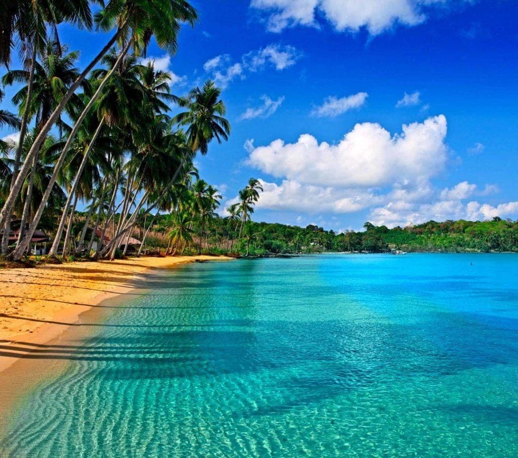 tropical beach with palm trees