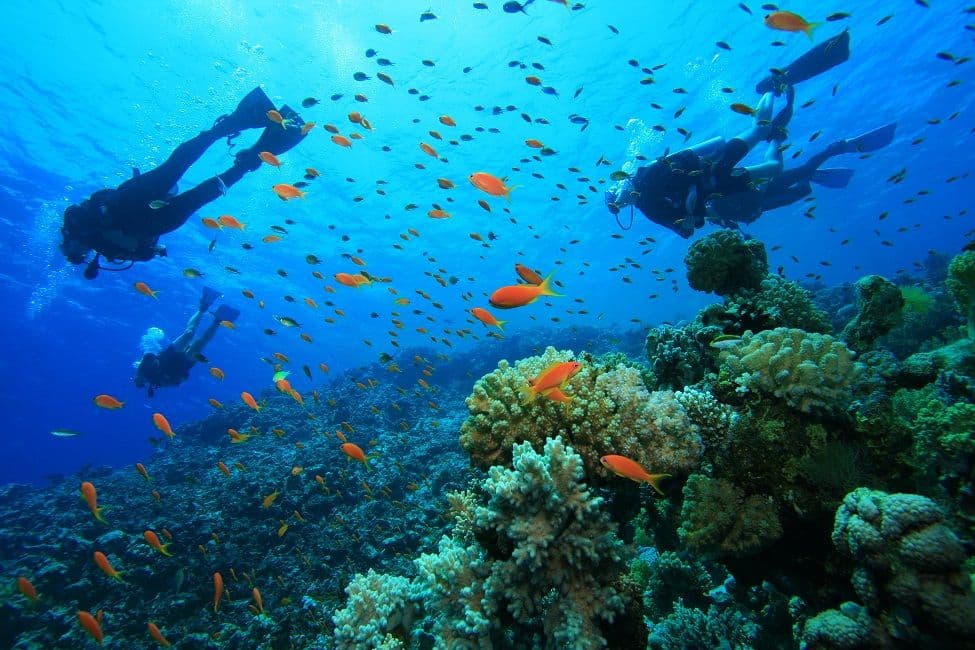Diving roatan